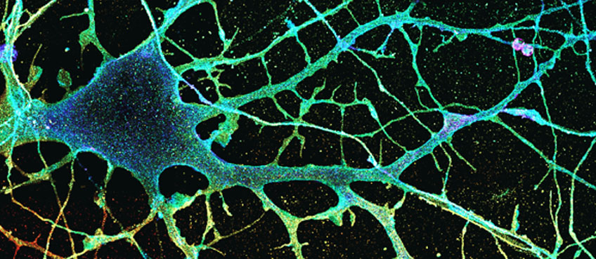 Super-resolution imaging of synaptic organization